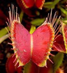What do venus flytraps eat? Venus Flytrap Wikipedia
