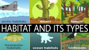 The habitat definition can further be described as the place organisms usually live, eat and breed in. What Is Habitat In Urdu Hindi Types Of Habitat In Urdu Hindi Definition Of Habitat For Kids Youtube