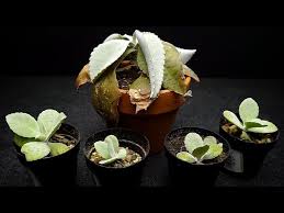 Succulent donkey ear are usually propagated by cuttings in donkey ear plants uses. Kalanchoe Donkey Ears Problem Youtube