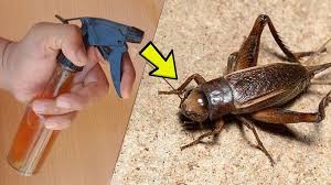 Crickets Repellent Diy Diy Pest Control