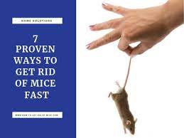 7 Proven Ways To Get Rid Of Mice Fast
