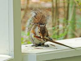 How to rid your property of squirrels without a gun is 18 practical suggestions for you to try that' is reasonably humane. 7 Humane Tips For Getting Squirrels Out Of Your House