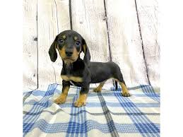dachshund puppy black tan id 3143