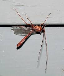 Flying insects can be among the most annoying pests that are found in or around your home, from the buzzing of a common fly to the potential sting of wasps and hornets. Ichneumon Wasp Family Ichneumonidae Field Station