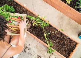 Raised Garden