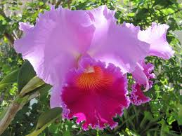 Cattleya bonanza queen is an orchid hybrid originated by stewart inc. Orchid Cattleya Panamint Garden Org