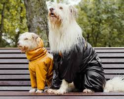 Do Dogs Really Need Coats In Winter
