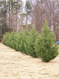 They grow at about the same rate, but leyland cypress is came from the united kingdom, they are a hybrid tree, and the best way to describe their ability to live in hotlanta is akin to. Leyland Cypress Trees Fast Growing Privacy Trees Anythinggreen Com