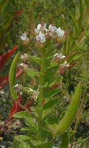 Clammyweed (Polanisia dodecandra dodecandra)