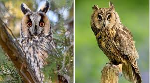 9 owl species that live in iowa 2024