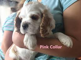 They have been reared in our family home mum is our pet. 5 Gorgeous Cocker Spaniel Puppies For Sale In Pattonsburg Missouri Puppies For Sale Near Me