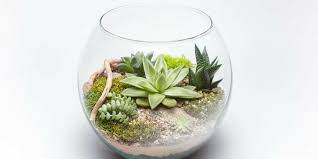 Plant Succulents In Glass Containers
