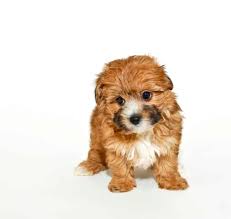 Teacup yorkshire terriers are not a new or separate breed of dog. 7 Things You Need To Know About The Yorkipoo Animalso