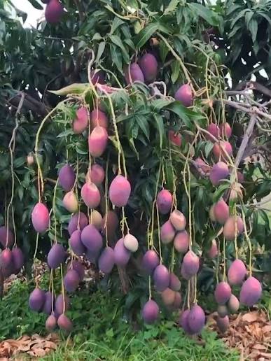 Vale do São Francisco no Sertão Nordestino é a Maior Produtora de Frutas do Brasil | Andre do Cariri | Facebook