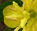 Oenothera parviflora (Northern Evening Primrose): Minnesota ...