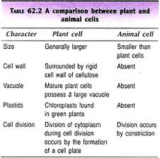 Cell The Basic Unit Of Life With Diagram