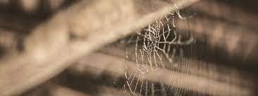 Basement Spiders And Indoor Pest
