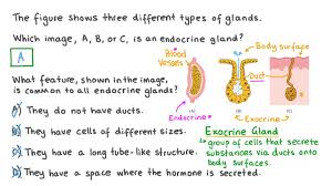 structure of an endocrine gland nagwa