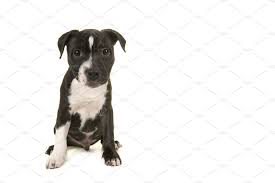 We are looking for either a labrador or staffordshire bull terrier puppy. Black And White Stafford Terrier Pup High Quality Animal Stock Photos Creative Market