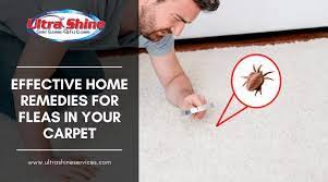 home remes for fleas in your carpet