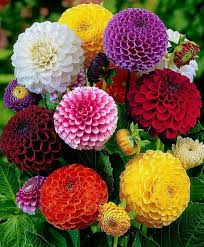 Here you can discover a wide range of beautiful flowers of every color type and shape. Beautiful Flowers Dp Hd Girls Dp