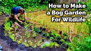 how to make a bog garden for wildlife