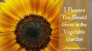 should grow in the vegetable garden