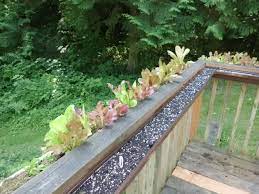 Gutter Gardening On The Deck The