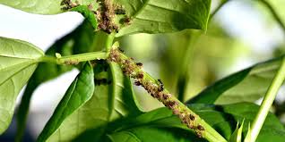 bean aphid greenlife 2024 update