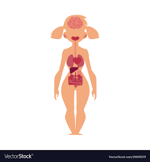 Anatomy Chart Human Internal Organs Female Body