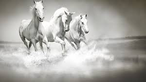 white horses horses hd wallpaper