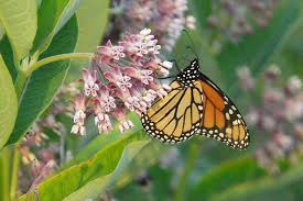 plants for monarch erflies