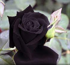 black rose seeds black rose