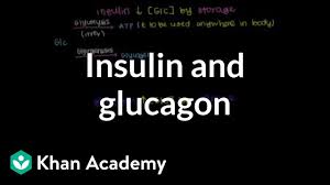 Insulin And Glucagon Video Bioenergetics Khan Academy