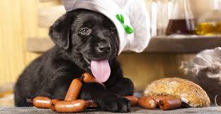 Dogs can eat soybeans, but feeding just beans is bad for dogs if it's replacing meat in their diet. Can Dogs Eat Pork A Guide To Pork Bones Ribs And Meat For Dogs