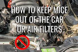 The best thing i've used is dryer sheets. How To Keep Mice Out Of Your Car Or Rv A Comprehensive Guide On Keeping Your Car Safe From Rodents Mice Removed