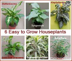 Calling all the plant lovers and bujo addicts! Easy Houseplants To Grow 6 Favorites The Gardening Cook