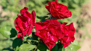 winter hardy roses for cold climates