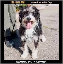 Havanese Rescue - Rescue Me! gambar png
