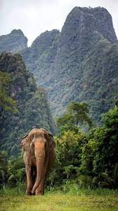 india elephant kerala hd phone