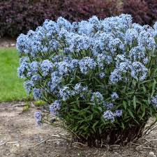 However, that doesn't mean that you can plant them once and forget about them. Photo Essay Extremely Cold Hardy Perennials Perennial Resource