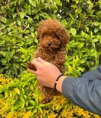 egypt imported toy poodle puppies