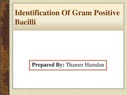 Ppt Identification Of Gram Positive Bacilli Powerpoint