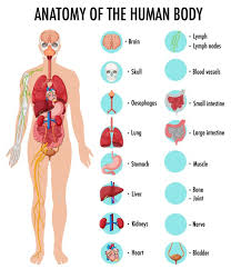 Ross toro, livescience contributor) the adult human. Free Vector Anatomy Of The Human Body Information Infographic