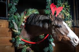 great stocking stuffer gifts for your horse