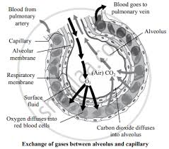 Gases Between Alveolus And Capillary