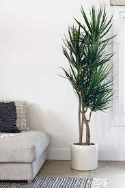 Indoor Plants That Don T Need Sun