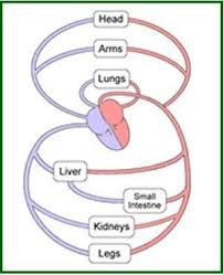 Types Of Circulation Of Blood Human Anatomy