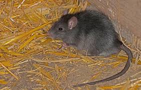 best rat poison how to get rid of