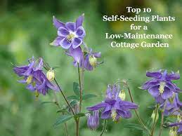 Top 10 Self Seeding Plants For A Low